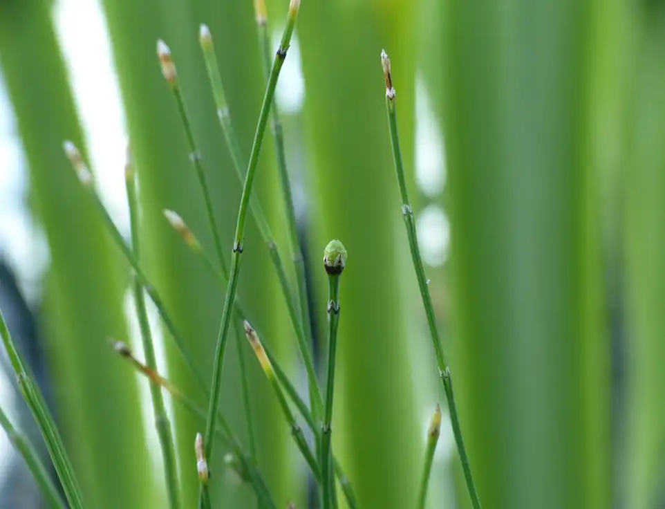 Фото Equisetum scirpoides (Equisetum scirpoidess)