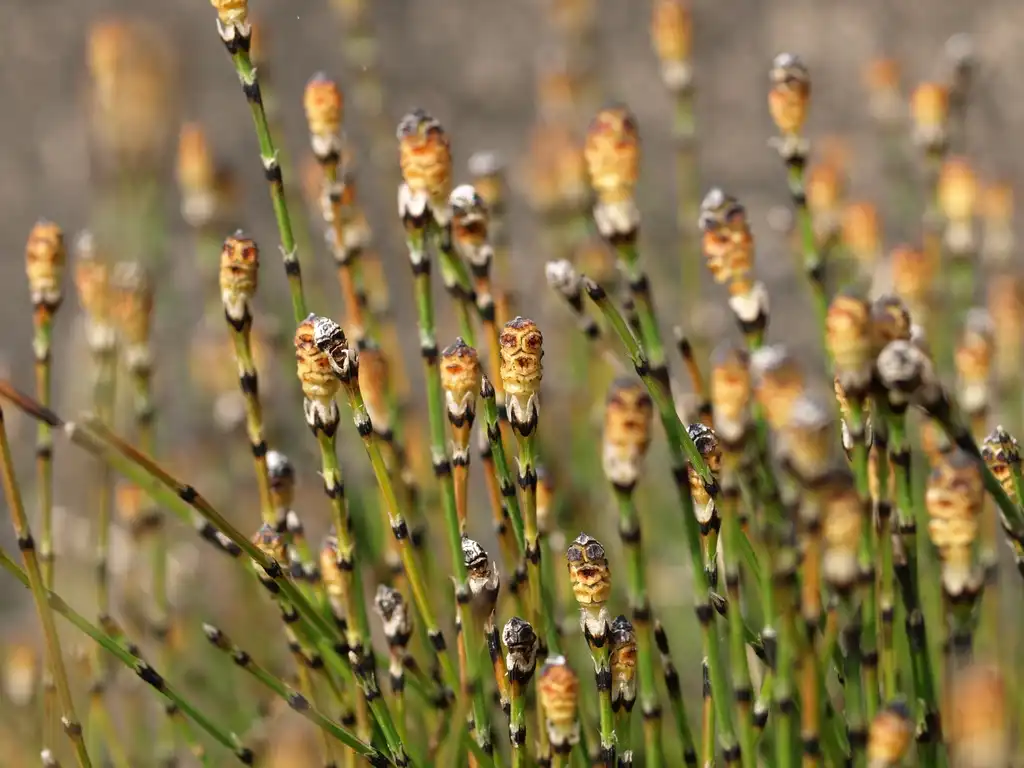 Фото Equisetum scirpoides (Equisetum scirpoidess)