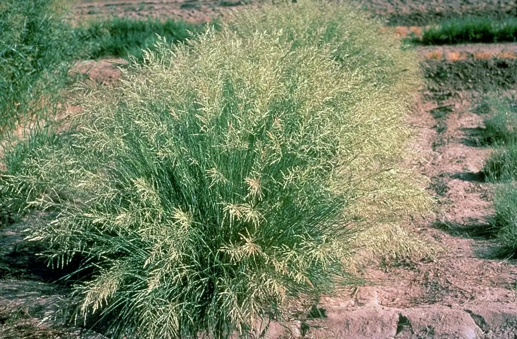 Photo of Eragrostis curvula (Eragrostis curvulas)
