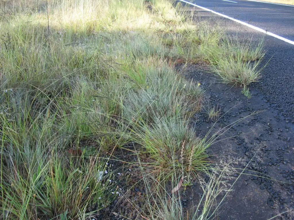 Photo of Eragrostis curvula (Eragrostis curvulas)