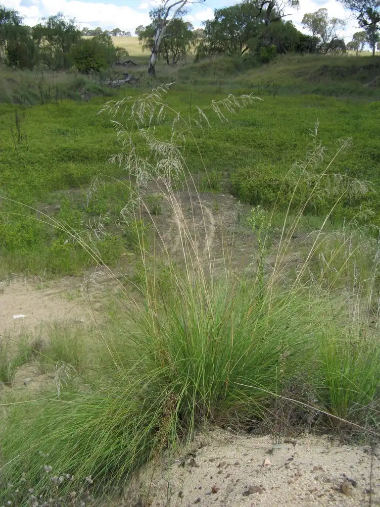 Photo of Eragrostis curvula - Eragrostis curvula:Eragrostis curvula