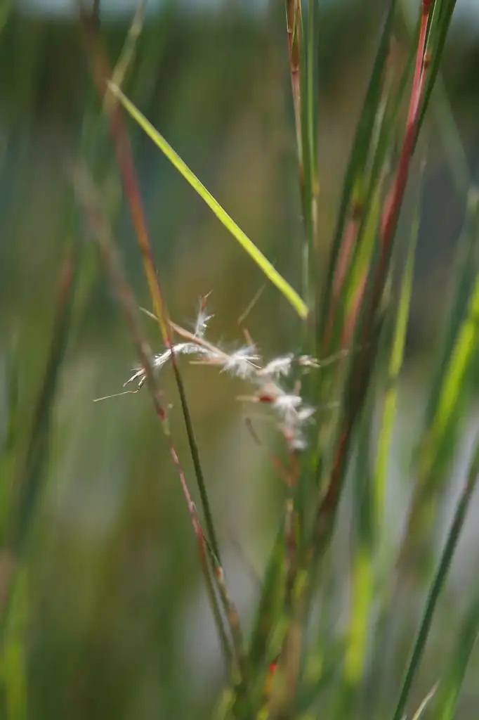 Photo of Eragrostis curvula - Eragrostis curvula:David J. Stang