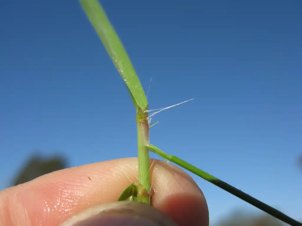 Photo of Eragrostis curvula - Eragrostis curvula:Harry Rose