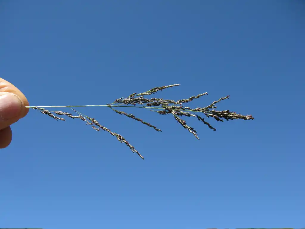 Photo of Eragrostis curvula - Eragrostis curvula:Harry Rose