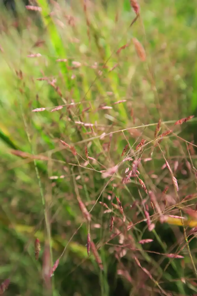 Фото Eragrostis spectabilis (Eragrostis spectabiliss)