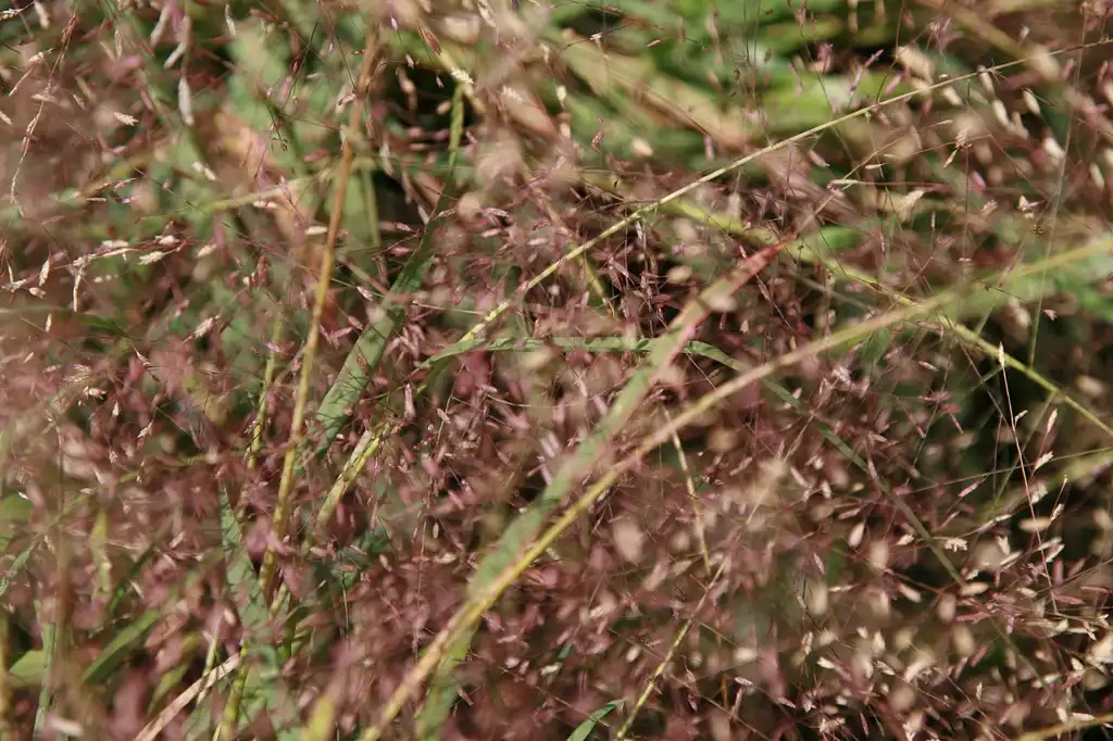 Фото Eragrostis spectabilis (Eragrostis spectabiliss)