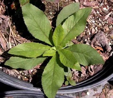 Фото Erechtites hieraciifolius (Erechtites hieraciifoliuss)
