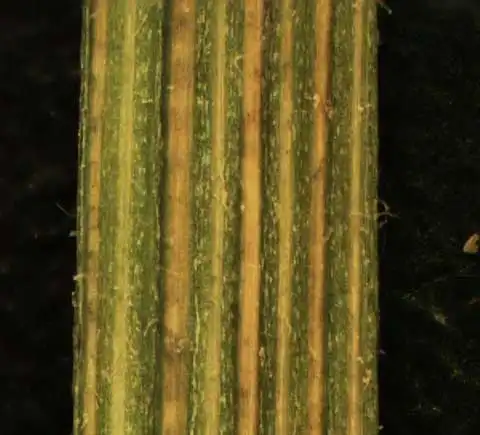 Фото Erechtites hieraciifolius (Erechtites hieraciifoliuss)