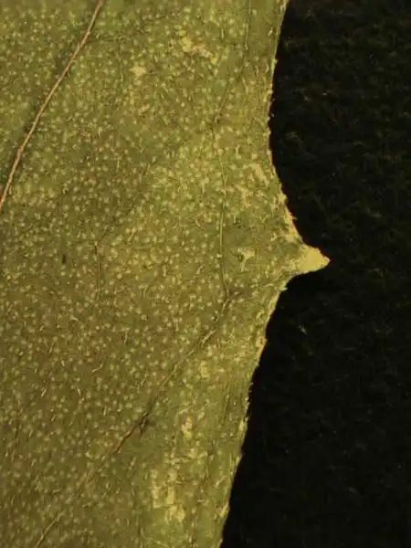 Фото Erechtites hieraciifolius - Leaf margin:Alexander Krings