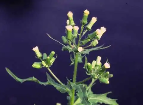 Фото Erechtites hieraciifolius - Inflorescence:Alexander Krings