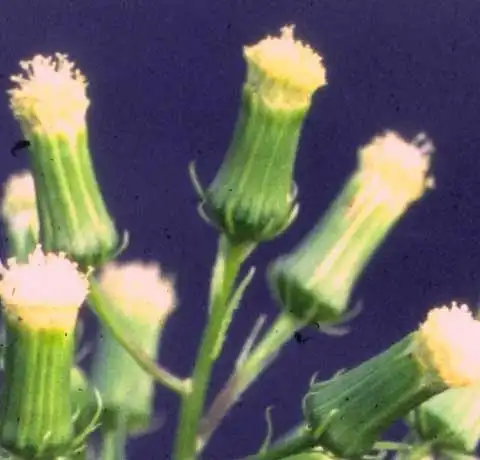 Фото Erechtites hieraciifolius - Flower heads:Alexander Krings