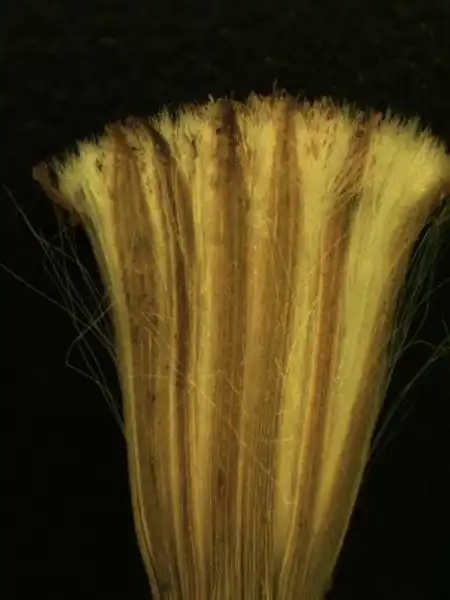 Фото Erechtites hieraciifolius - Flower head:Alexander Krings