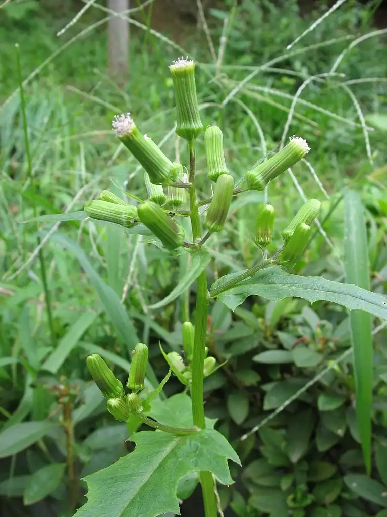 Фото Erechtites hieraciifolius - leaves and flowers:Sphl