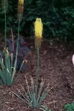 Фото Eremurus (Eremuruss)