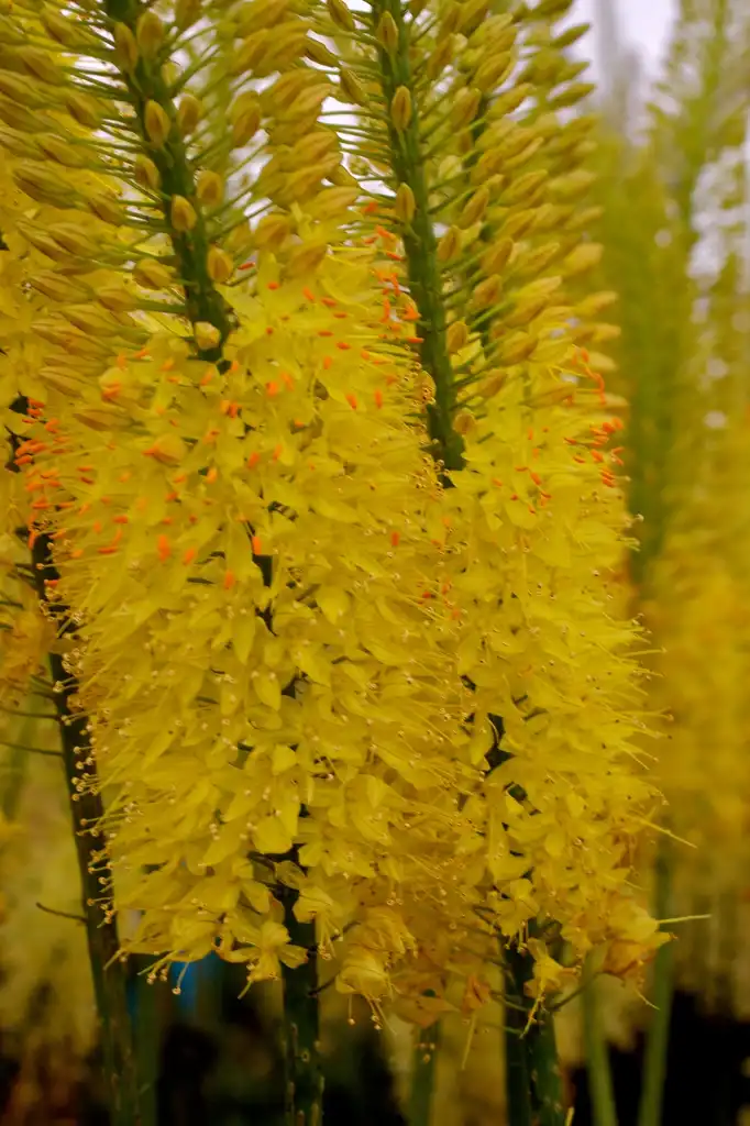 Фото Eremurus (Eremuruss)
