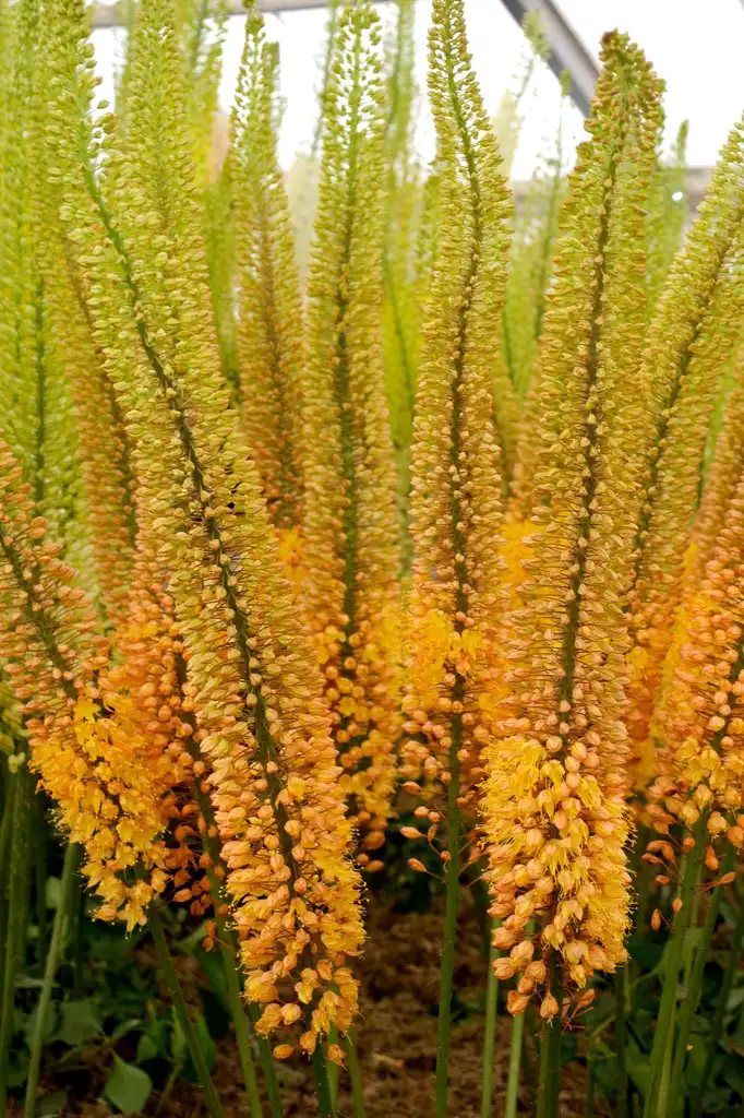 Фото Eremurus - flowers:Mike Peel