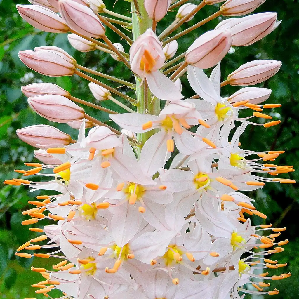 Фото Eremurus - flowers:Jonathan-Billinger