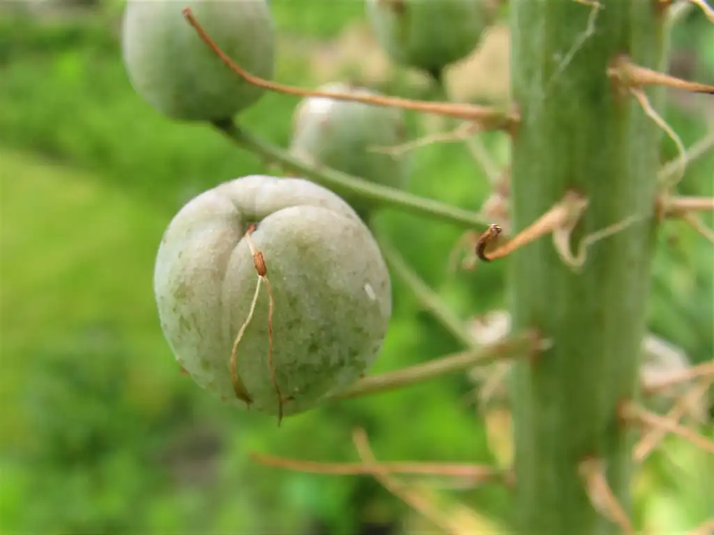 Фото Eremurus - Seed Head:Agnieszka Kwiecień