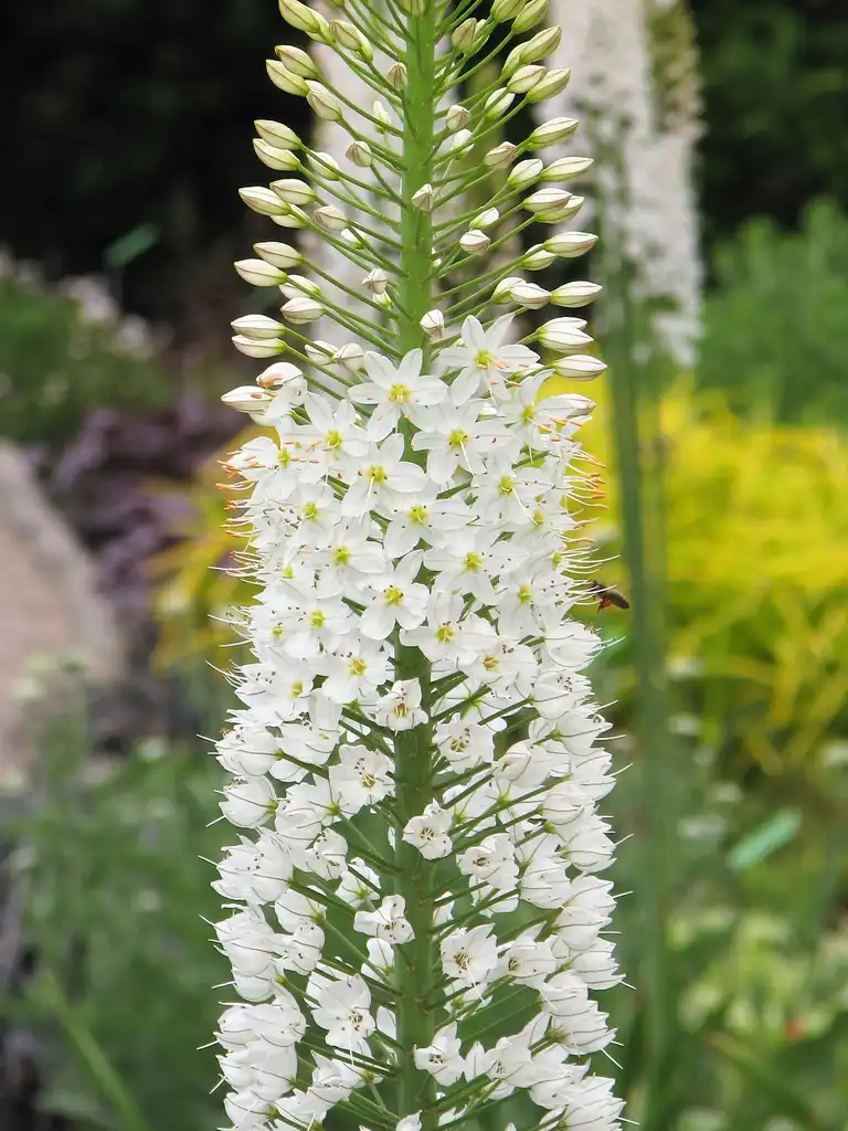 Фото Eremurus - flowers:Agnieszka Kwiecień