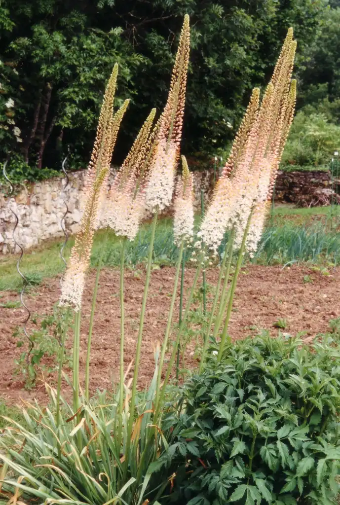 Фото Eremurus - leaves and flowers:Traumrune