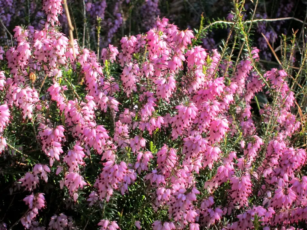 Фото Erica carnea (Erica carneas)