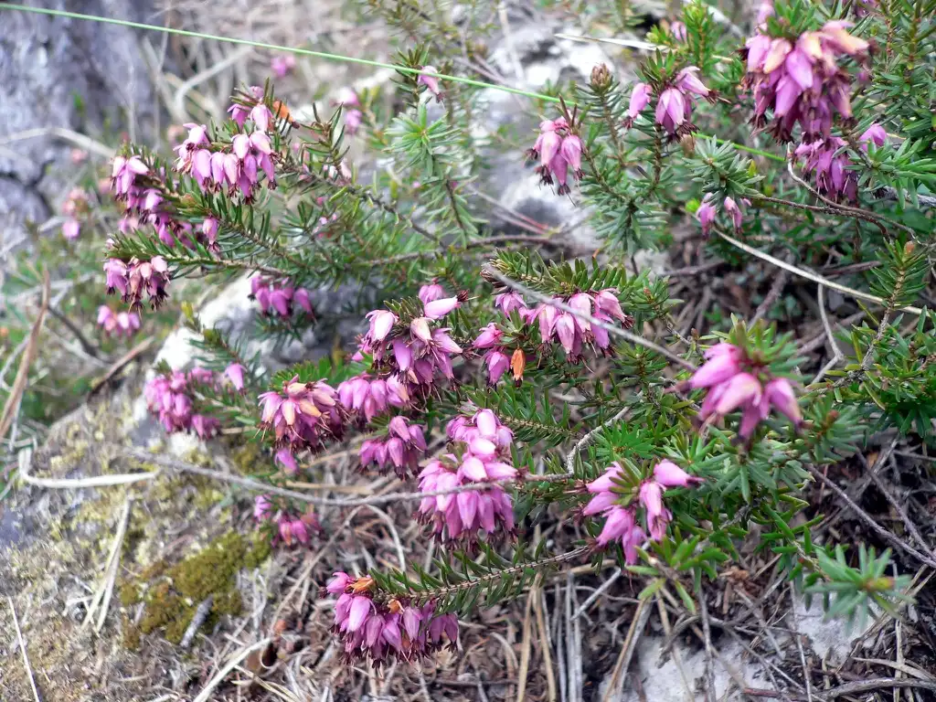 Фото Erica carnea (Erica carneas)