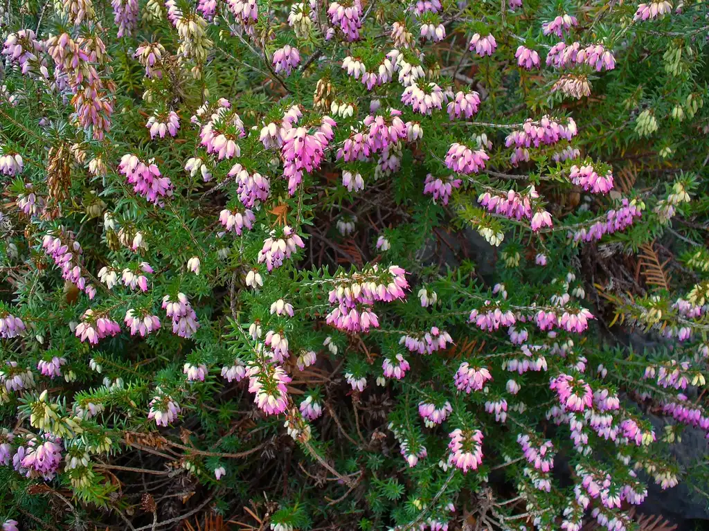 Фото Erica carnea - Erica carnea:H. Zell