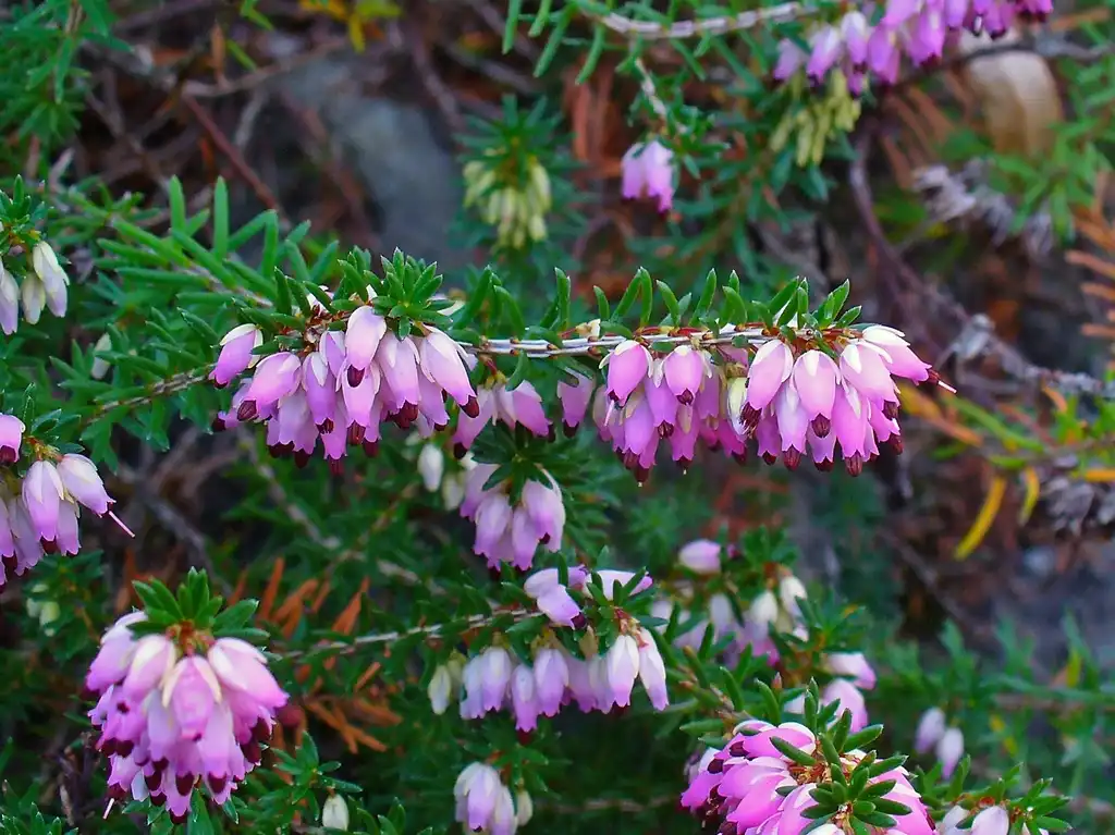 Фото Erica carnea - Flowers and leaves:H. Zell