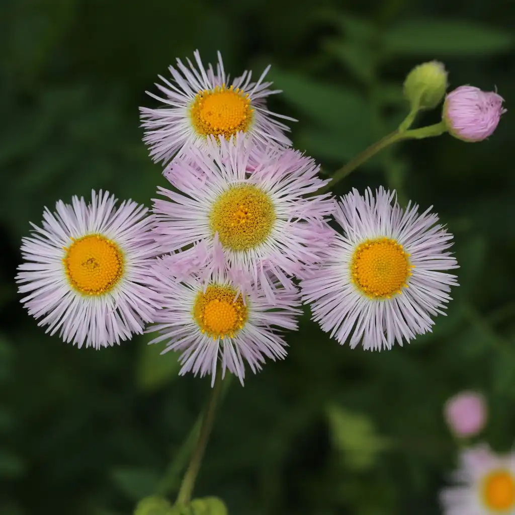 Foto de Erigeron acris (Erigeron acriss)