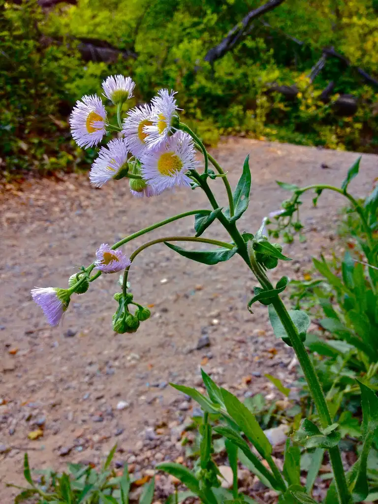 Foto de Erigeron acris (Erigeron acriss)