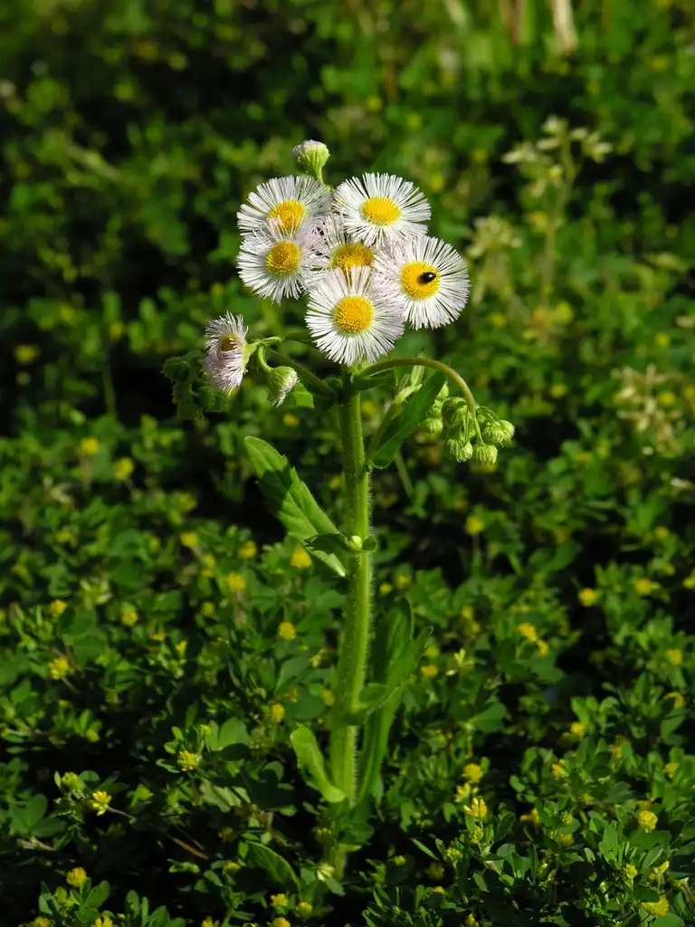 Foto de Erigeron acris - leaves and flowers:Yasunori Koide