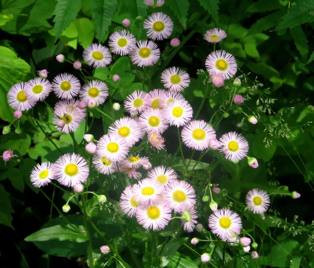 Foto de Erigeron acris - leaves and flowers:D. Gordon E. Robertson