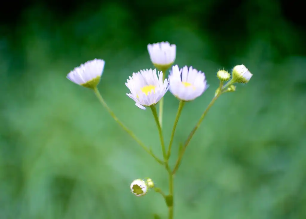 Foto de Erigeron acris - Erigeron philadelphicus:Koichi Oda