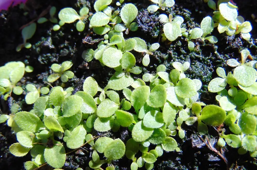 Foto de Erigeron acris - Erigeron philadelphicus seedlings:Nadiatalent