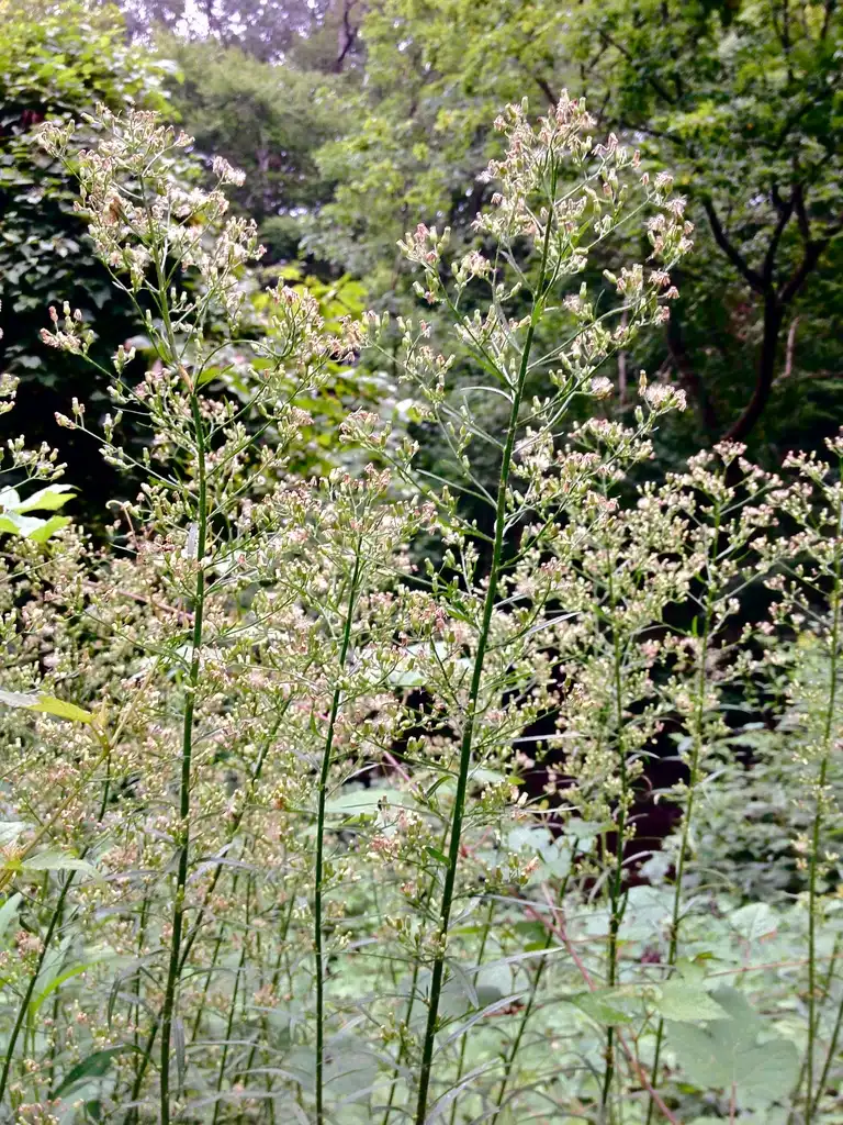 Фото Erigeron canadensis - Conyza canadensis Canadian horseweed:Fritzflohrreynolds