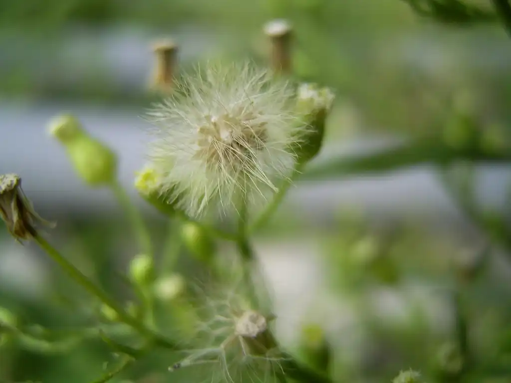 Фото Erigeron canadensis - Conyza canadensis seeds:den Helder