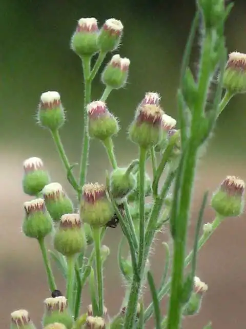 Фото Erigeron canadensis - Immature flowers:J. Neal