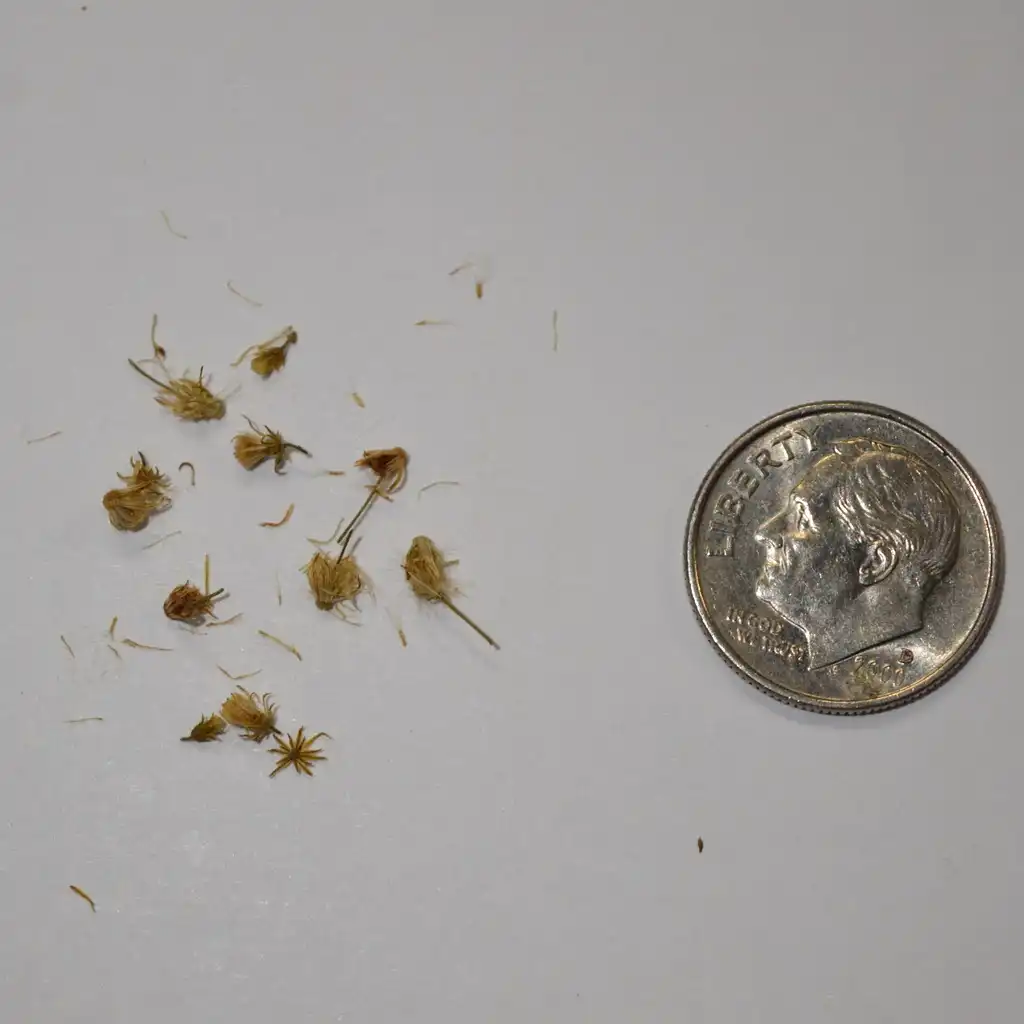 Фото Erigeron canadensis - Seeds:Calla Veazie