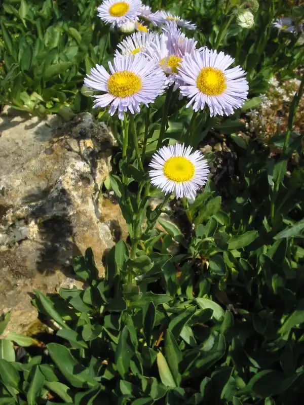 Foto de Erigeron pulchellus (Erigeron pulchelluss)