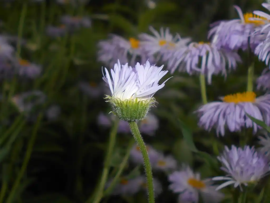 Foto de Erigeron pulchellus (Erigeron pulchelluss)