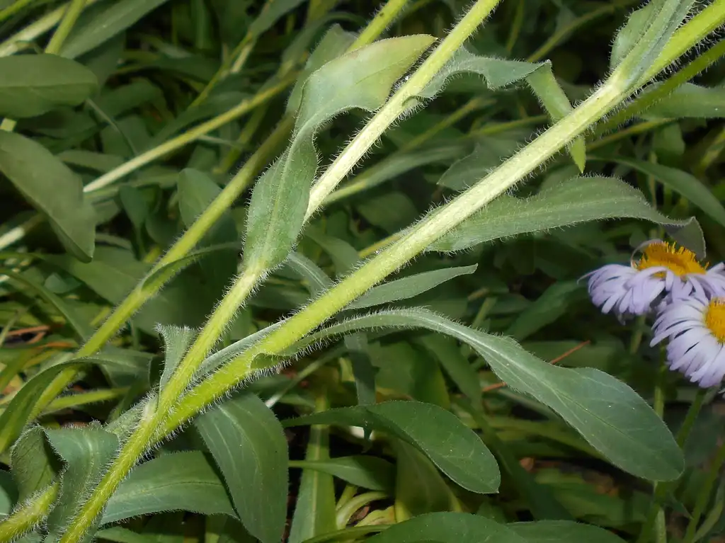 Foto de Erigeron pulchellus - Leaves:Salicyna