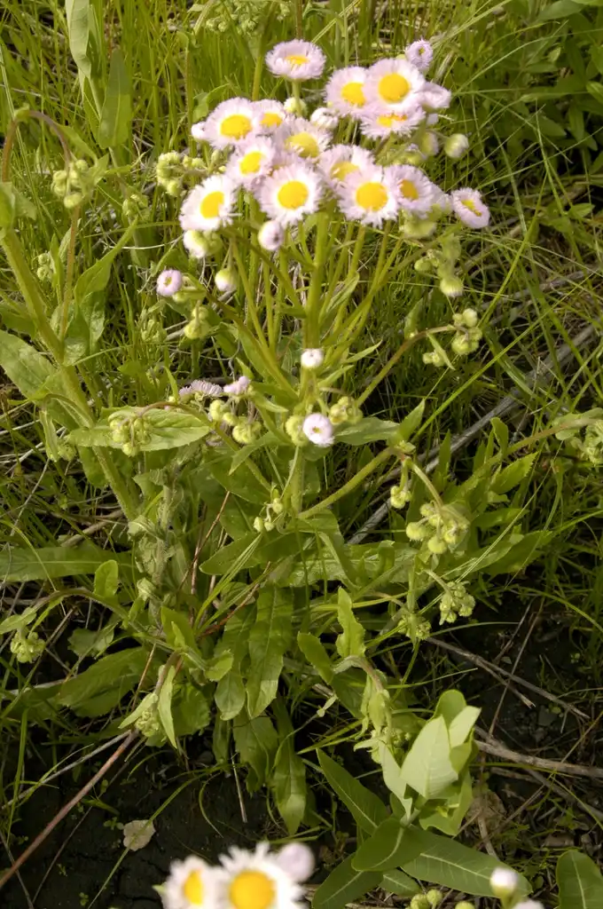 Foto de Erigeron pulchellus - leaves and flowers:Frank Mayfield