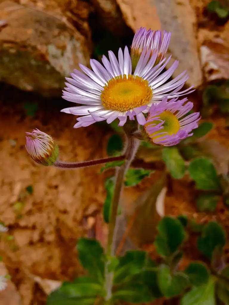 Foto de Erigeron pulchellus - Erigeron pulchellus:Fritzflohrreynolds