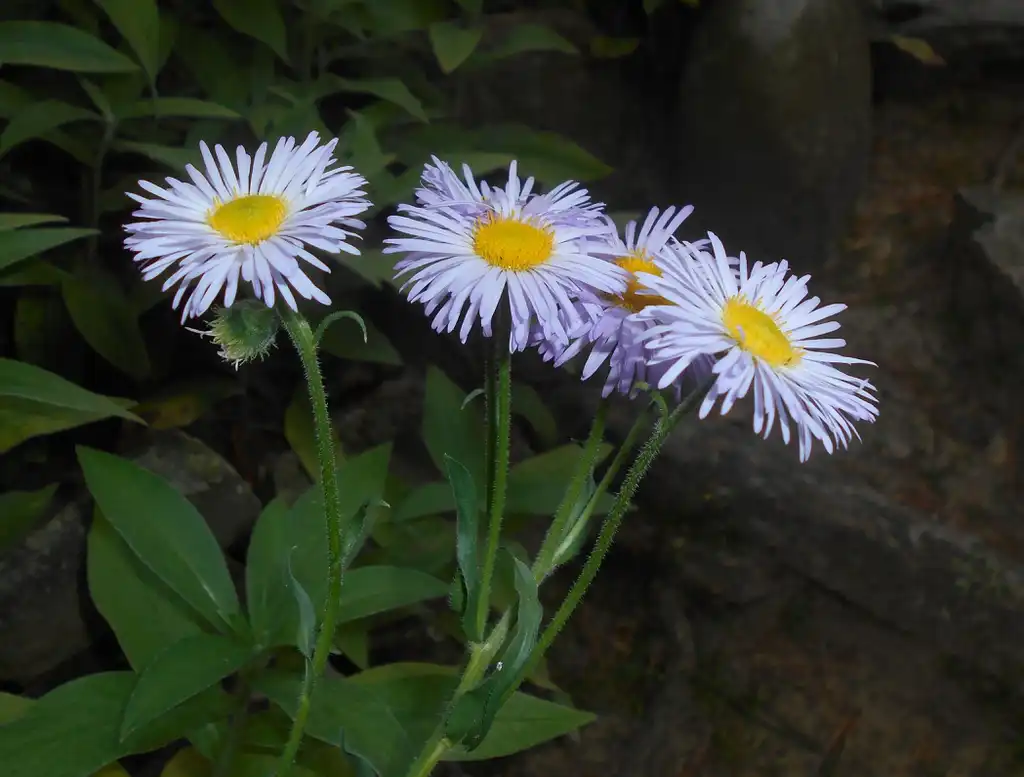 Foto de Erigeron pulchellus - Erigeron pulchellus:Salicyna