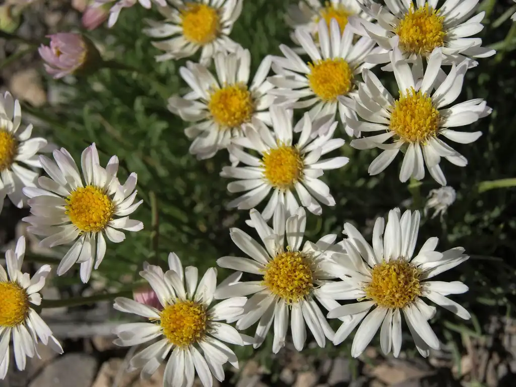 Photo of Erigeron (Erigerons)