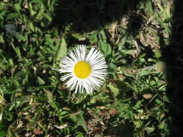 Photo of Erigeron (Erigerons)