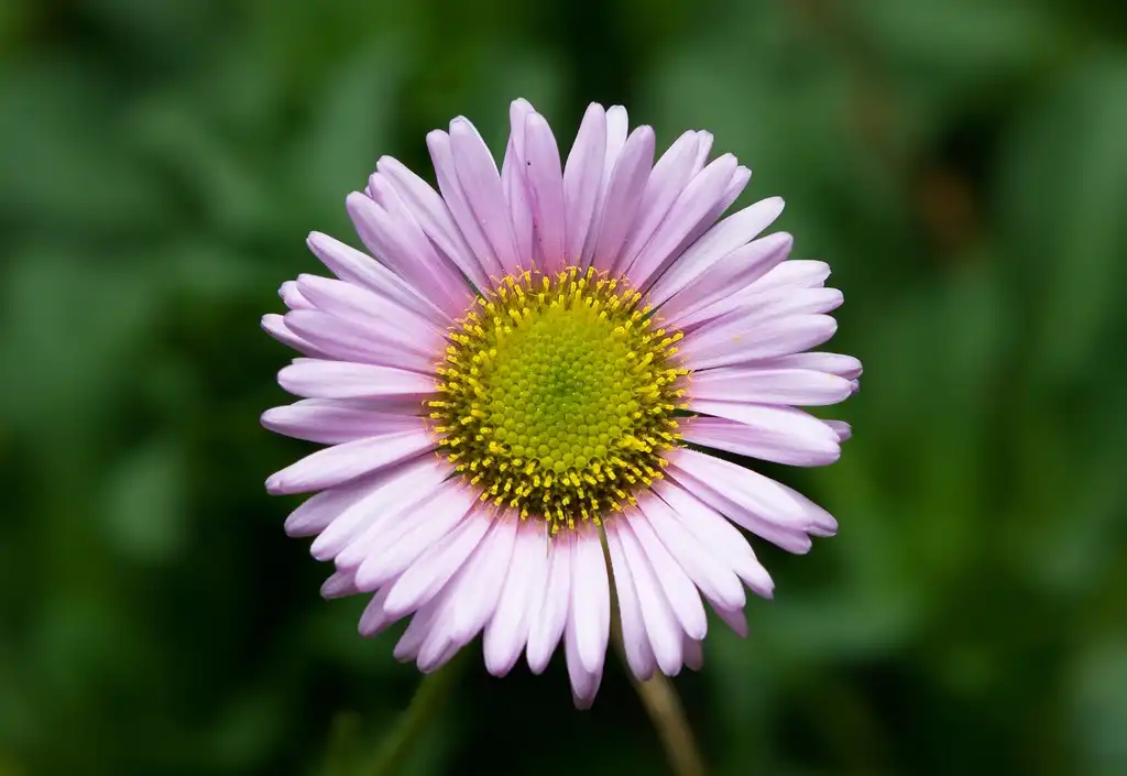 Photo of Erigeron - Erigeron glaucus:JJ Harrison