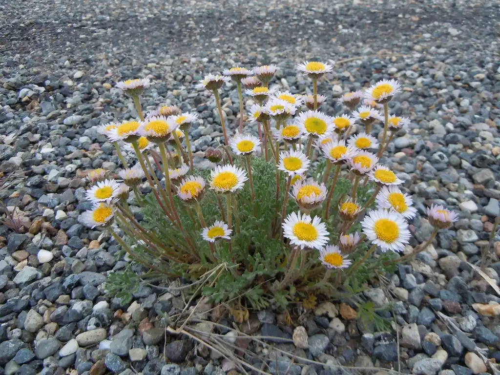 Photo of Erigeron - Erigeron compositus:Matt Lavin
