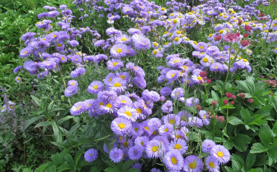 Photo of Erigeron - Erigeron 'Azure beauty':David Short