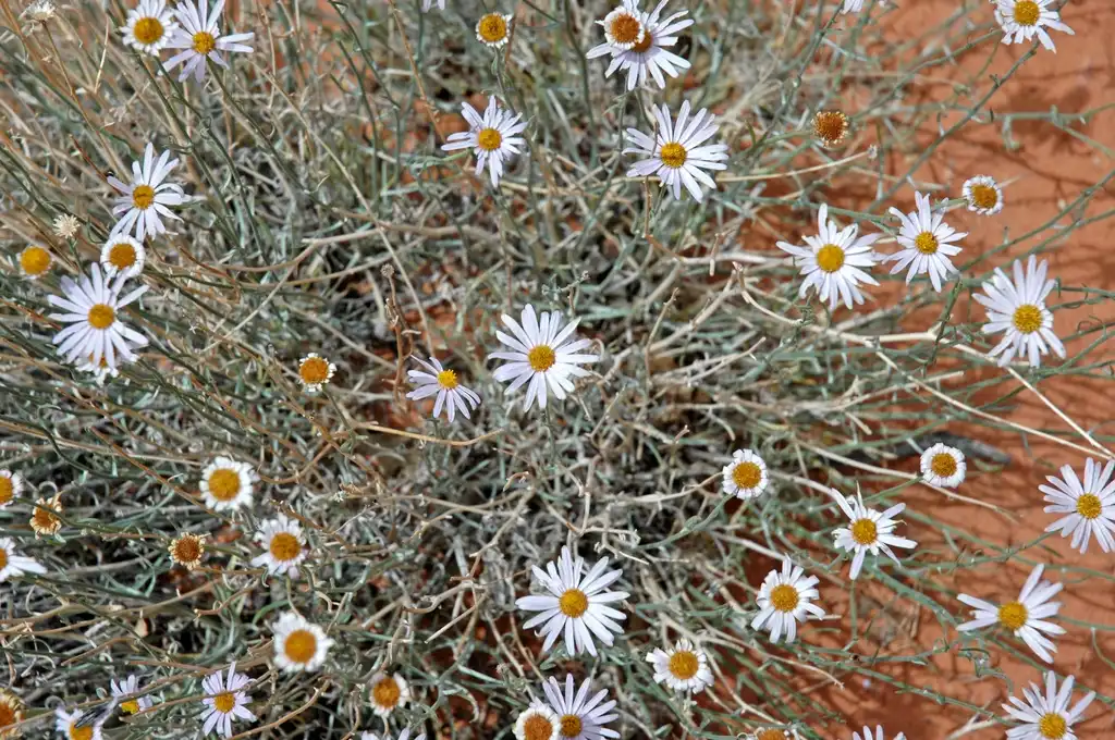 Photo of Erigeron - Erigeron divergens:James St. John
